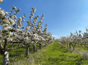 cotswold orchards